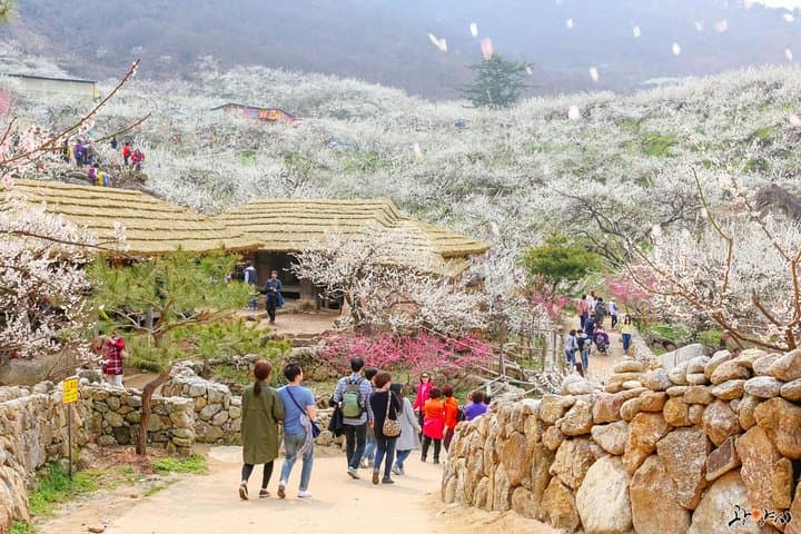 Seoul: Gwangyang Maehwa Flower & Jeonju Hanok Village 1 day trip