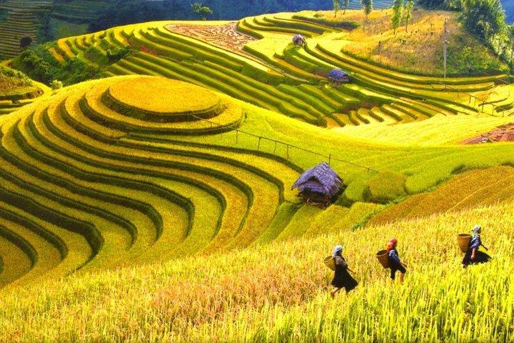 From Hanoi: 2-Day Fansipan Peak and Trek to Village with Train