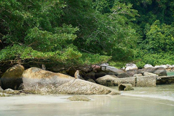 Silver Leaf Monkeys and Firefly Tour with Boat Ride and Seafood Dinner