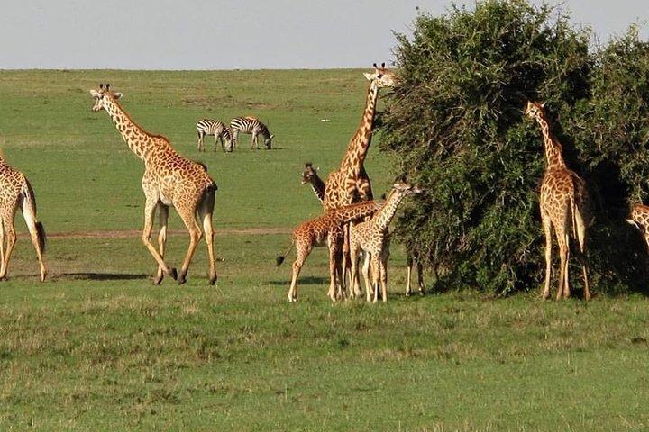 7 days itinerary touring Masai Mara, Nakuru, Amboseli, both Tsavo ending Mombasa