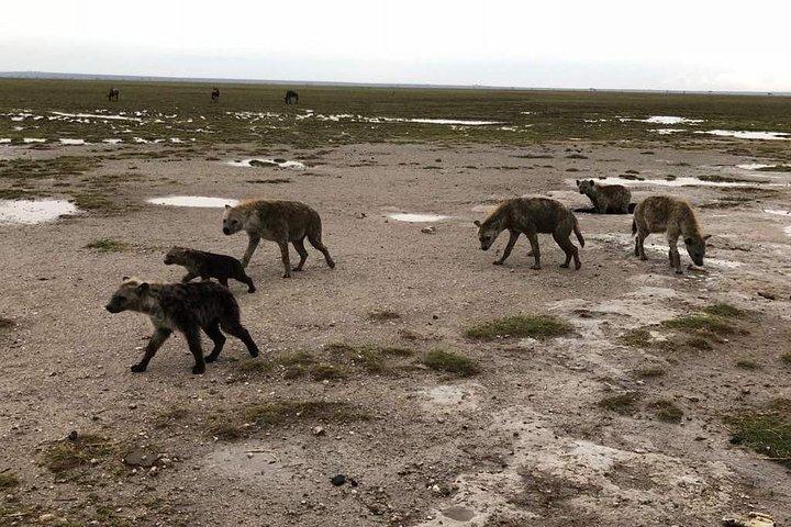 7 days itinerary touring Masai Mara, Nakuru, Amboseli, both Tsavo ending Mombasa