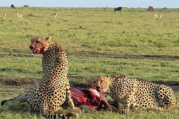 7 days itinerary touring Masai Mara, Nakuru, Amboseli, both Tsavo ending Mombasa