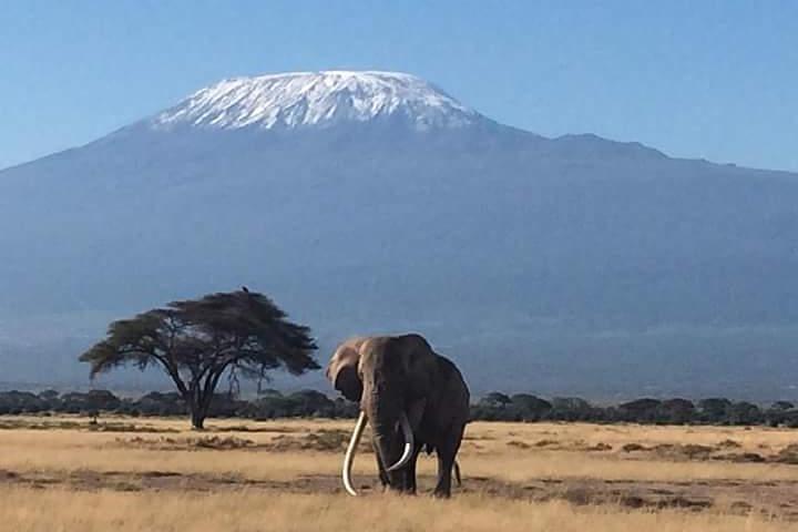 7 days itinerary touring Masai Mara, Nakuru, Amboseli, both Tsavo ending Mombasa