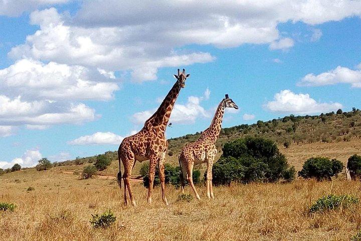 3-Days Masai Mara Group Joining Safari - Daily Departures