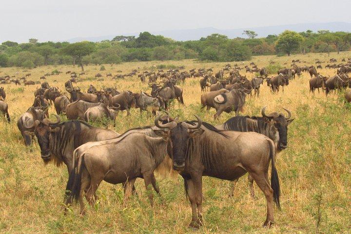 8 Days Safari to Amboseli, Great Rift Valley Lakes & Masai Mara