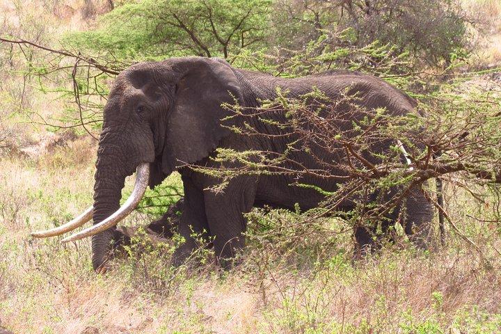 8 Days Safari to Amboseli, Great Rift Valley Lakes & Masai Mara