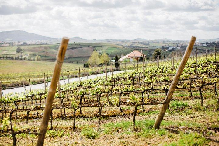 Day trip Lisbon Wine Tasting - Private tour