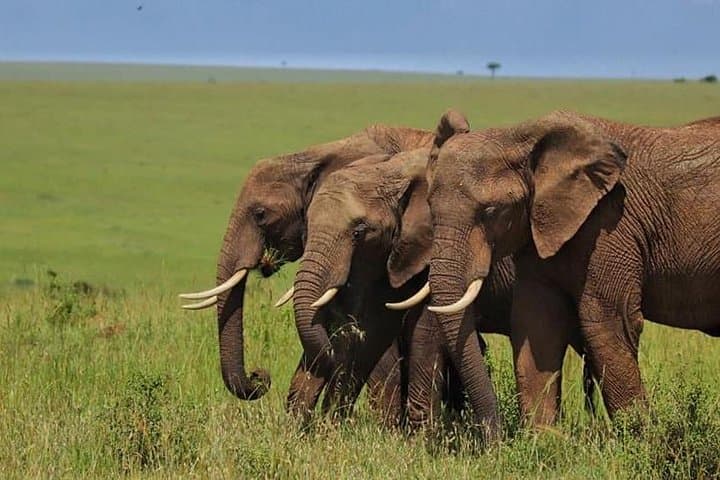Animal Migration Safaris , Destination - Kenya