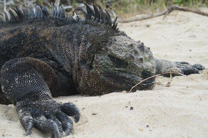 9-Day Galapagos Island Hopping Tour | 3 Iconic Islands