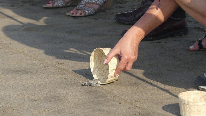 6Hr Cruise or Hotels City Tour, Divers, Baby Turtles Peace Chapel