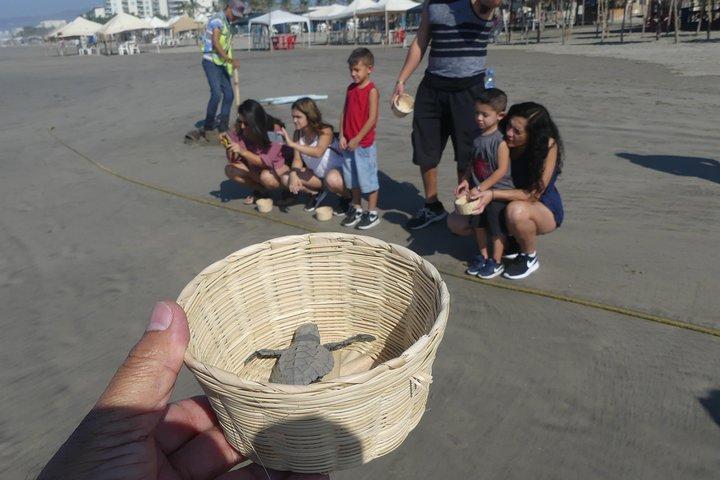 6Hr Cruise or Hotels City Tour, Divers, Baby Turtles Peace Chapel