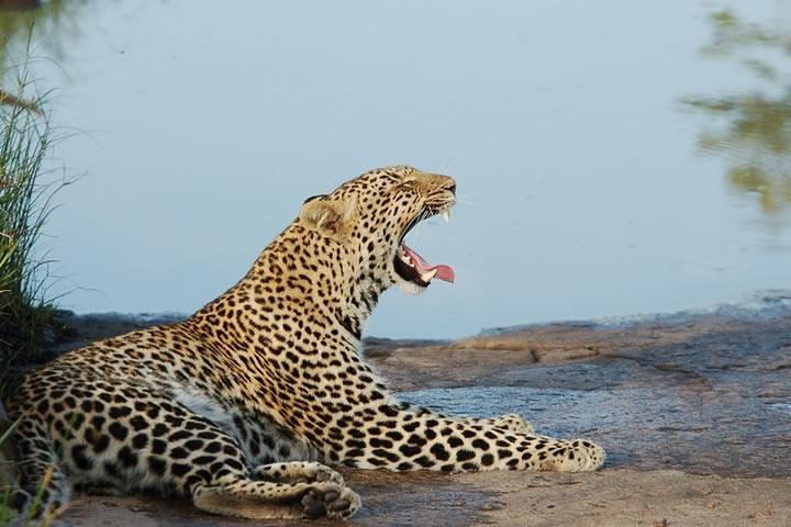 4 Days Maasai Mara Safari, 1 Night Nairobi and 2 Nights Maasai Mara