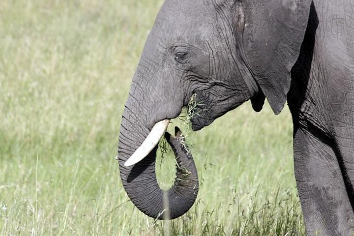 4 Days Maasai Mara Safari, 1 Night Nairobi and 2 Nights Maasai Mara