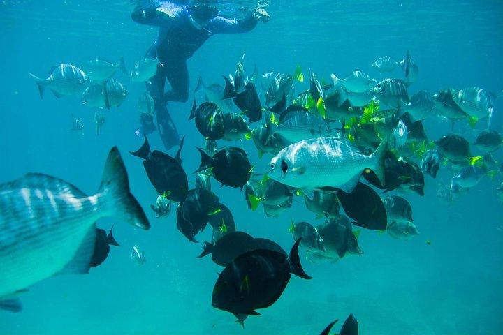 Los Cabos Snorkeling Tour to Chileno Bay and Santa Maria Cove