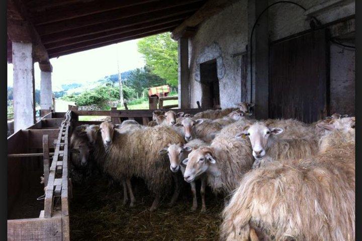 Private Basque Cheese & Txakoli Wine Tour from San Sebastian