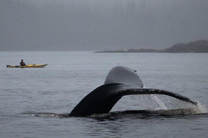 Ketchikan Kayak Eco-Tour