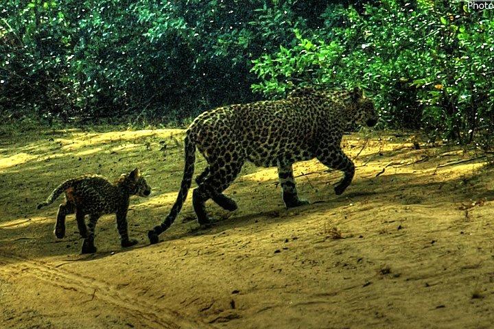 Private day trip Anuradapura ancient city, Wilpatu safari from Colombo or around