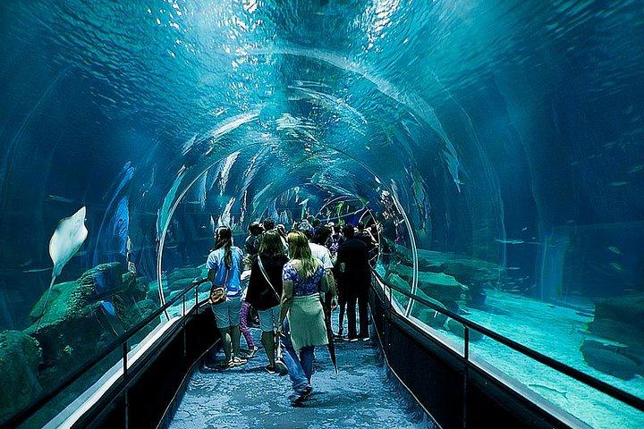AquaRio Small Group Guided Tour with entrance and transfer