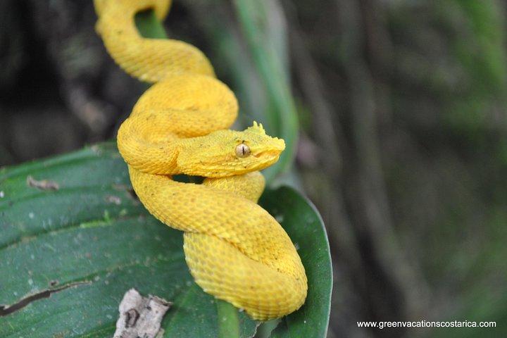 La Fortuna: Peñas Blancas River Wildlife Safari Float Tour