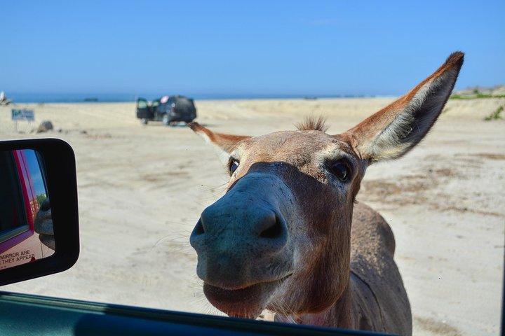 Private Cabo Pulmo Jeep Tour and snorkel