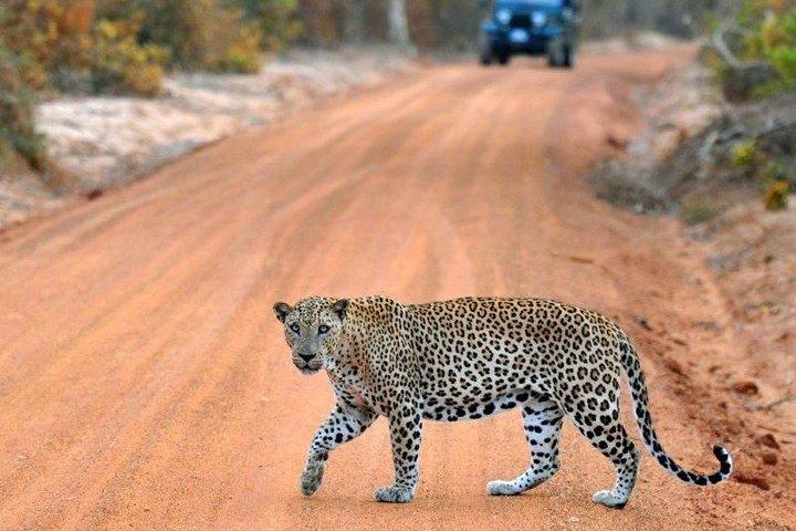 Udawalawe National Park Adventure