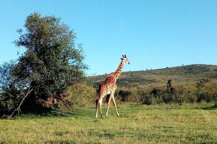 3 Days Samburu Wildlife Luxury Safari on 4x4 Land Cruiser Jeep