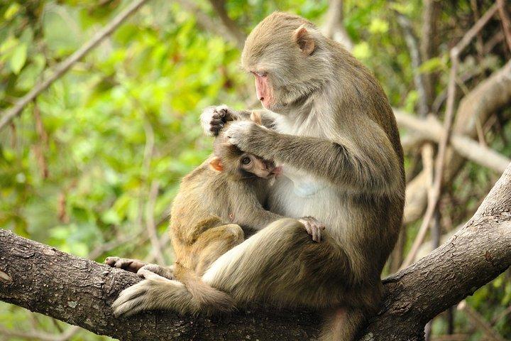Silver Leaf Monkeys and Firefly Tour with Boat Ride and Seafood Dinner