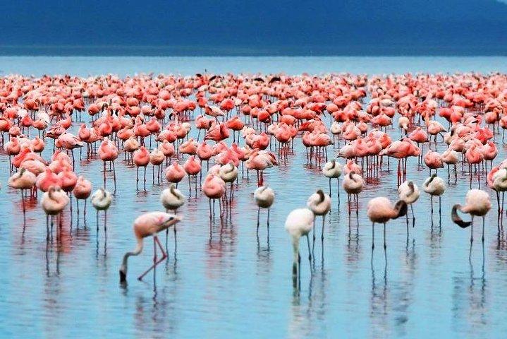 2 Day Lake Nakuru National Park Safari - Daily Departures