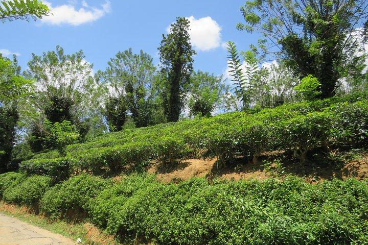 Kandy to Nuwara Eliya Day Trip – Little England & Tea Country