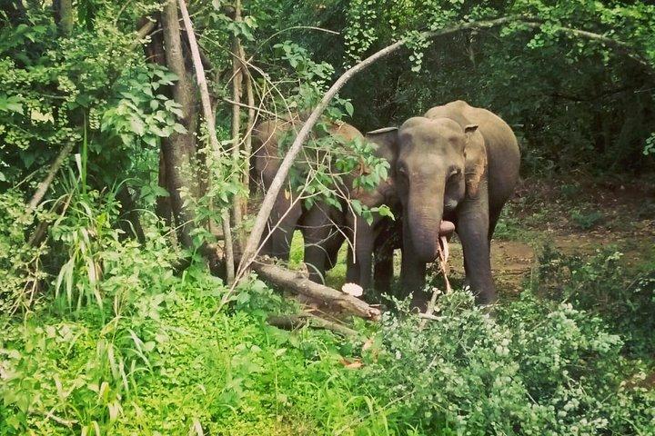 Private Dambulla Sigiriya Tour from Kandy with Lunch