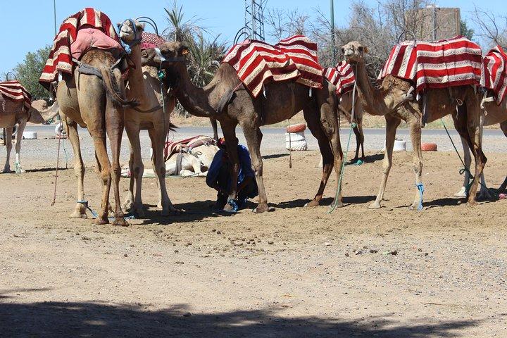Camel Ride in the Palmeraie of Marrakech