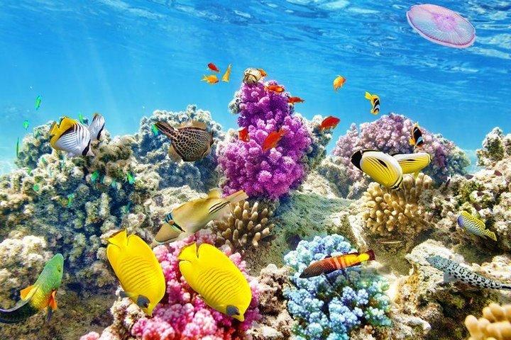 Hurghada Grand Aquarium Red Sea in glass