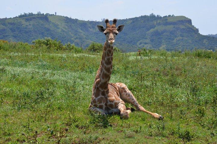 Safari & PheZulu Village Day Tour from Durban