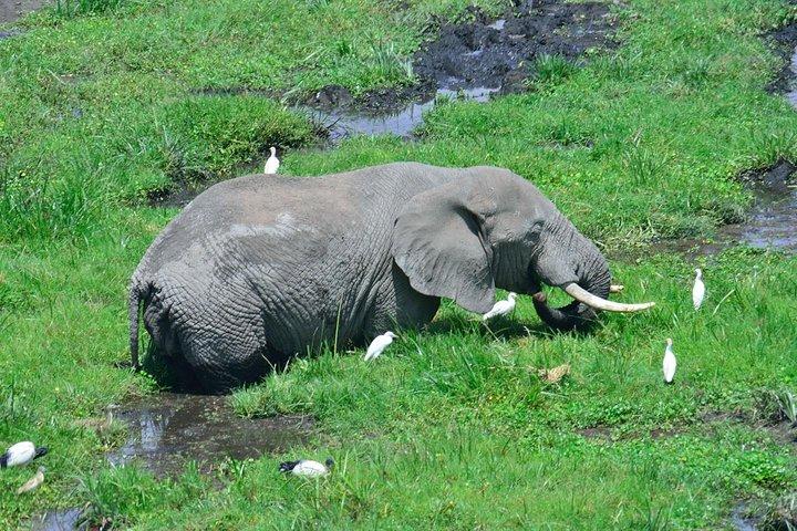 2 Days 1 Night Amboseli National Park With Masai Village Tour