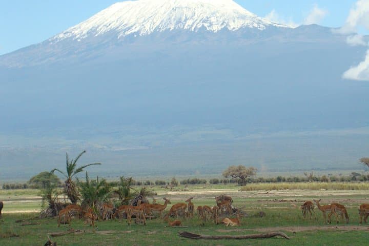 2 Days Amboseli Safari using a 4x4 Landcruiser jeep(with options)