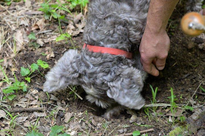 Private Truffle Hunting in Chianti