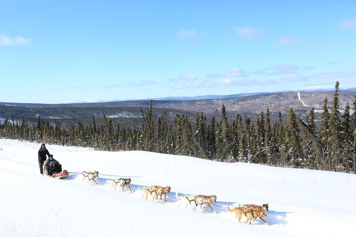 1 hour Winter Dog Sledding in Fairbanks