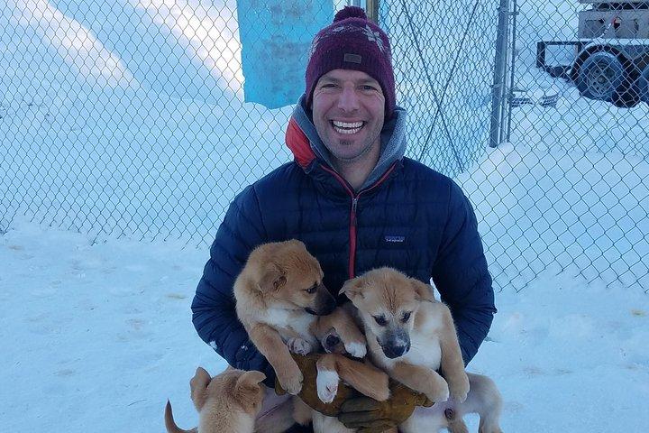 1 hour Winter Dog Sledding in Fairbanks