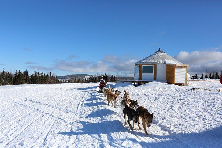 1 hour Winter Dog Sledding in Fairbanks
