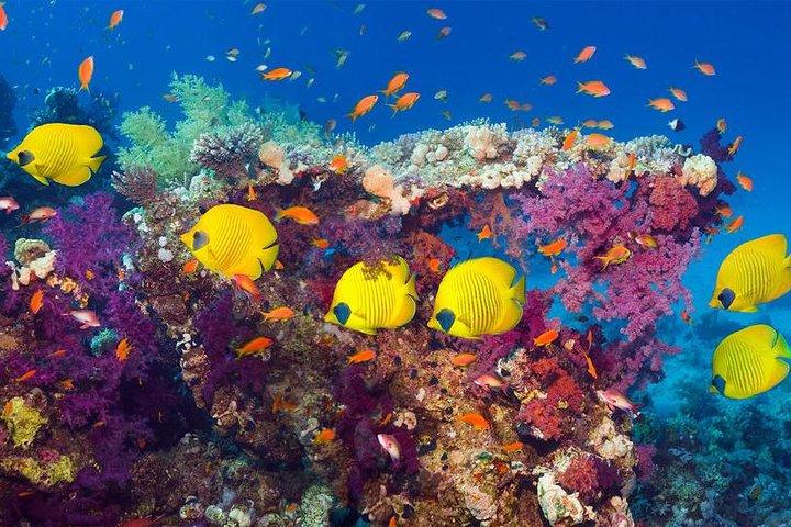 Hurghada Grand Aquarium Red Sea in glass