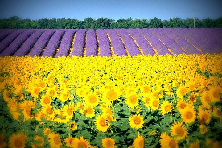 Nice: Gorges of Verdon and Fields of Lavender Tour
