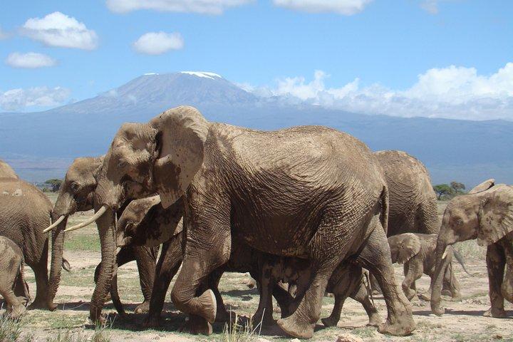 1-Day Amboseli - Mt Kilimanjaro Fly in & Road Safari