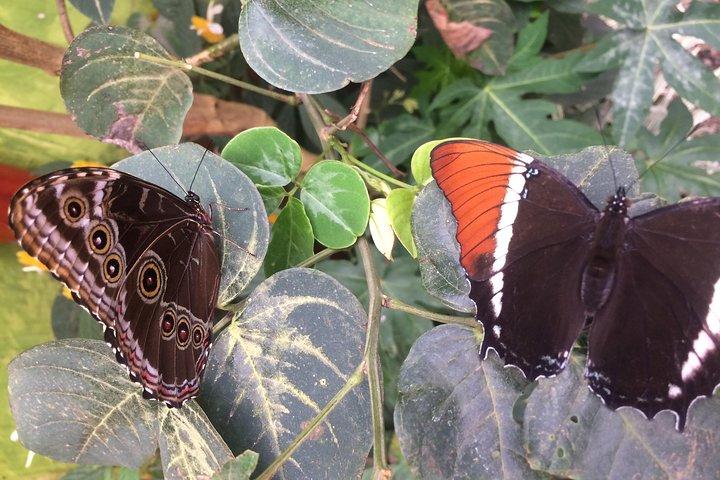 Mindo Cloud Forest (PRIVATE Day Trip from Quito)