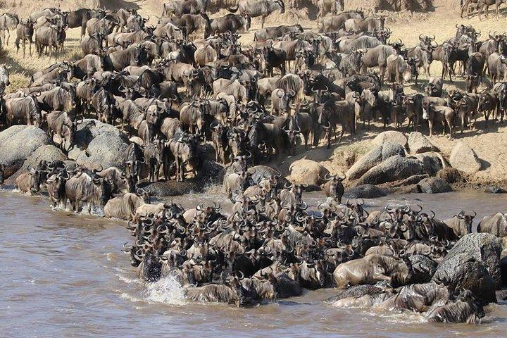 4 Days Masai Mara -Lake Nakuru National Park From Nairobi