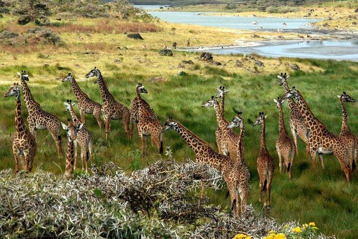 7 Days Tanzania Unforgettable Comfort Safari