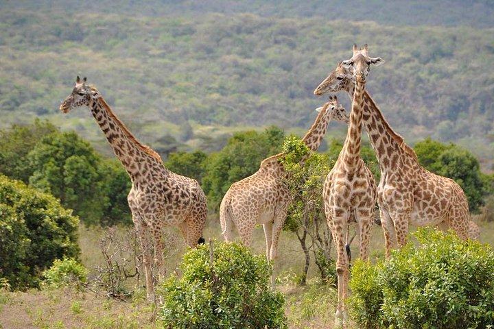 6 days safari to Lake Manyara, Tarangire, Serengeti and Ngorongoro crater