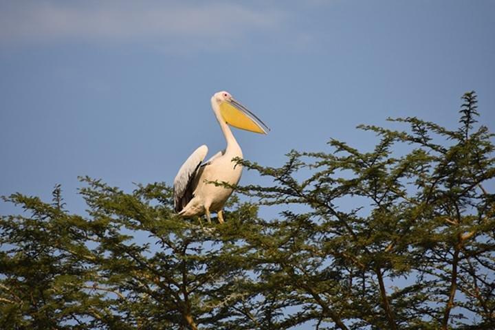 7 Days: Great Migration Mara River Crossing(manyara, Ngorongoro And Serengeti)