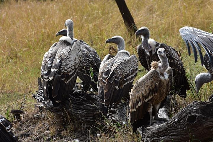 7 Days: Great Migration Mara River Crossing(manyara, Ngorongoro And Serengeti)