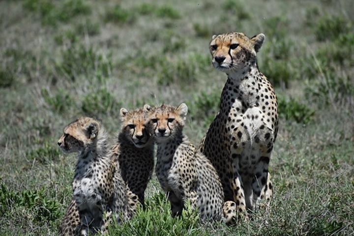 7 Days: Great Migration Mara River Crossing(manyara, Ngorongoro And Serengeti)