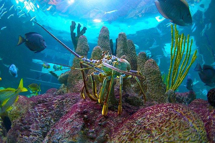 Full-Day Tour of Florida Keys Including Aquarium Encounters from Key West